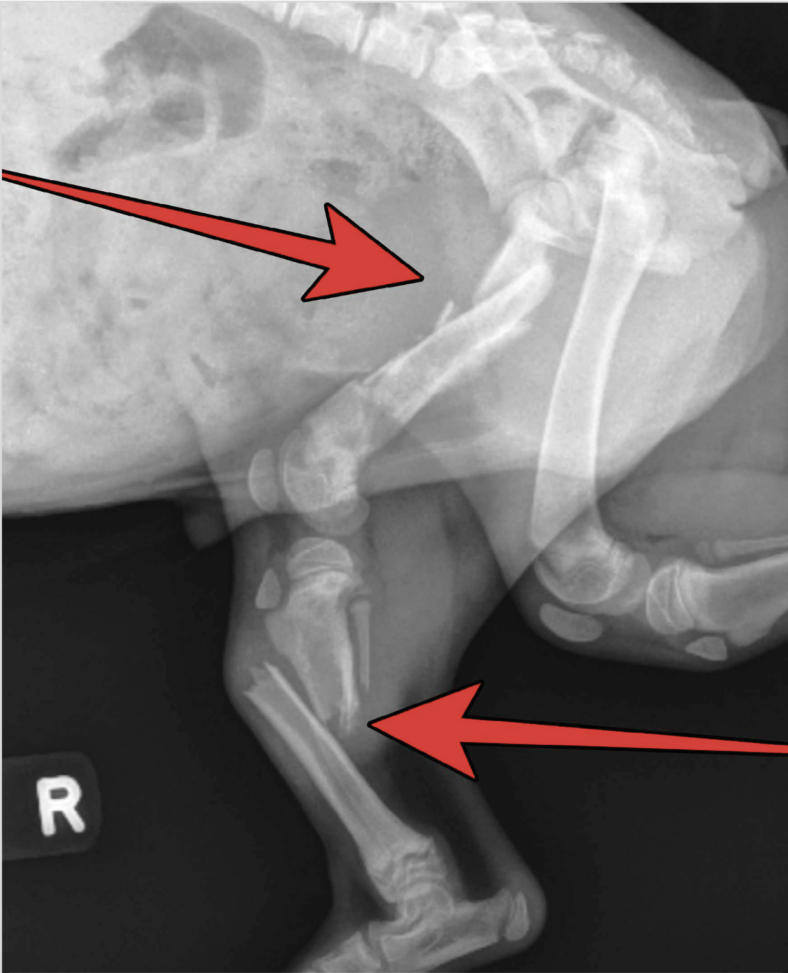 From Broken Bones to Boundless Joy: How Bean the Puppy Overcame Pain and Found His Forever Home